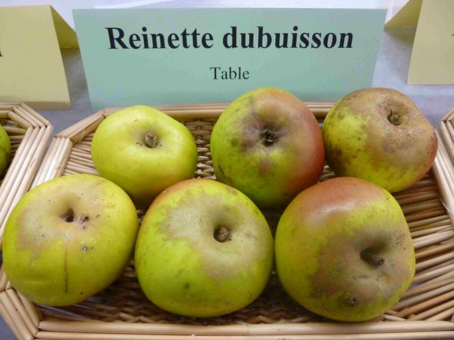 Pommier - Reinette Dubuisson
