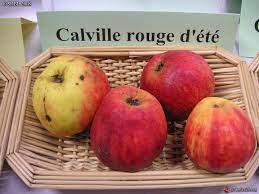 Pommier - Calville Rouge d'été