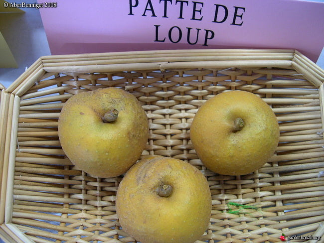 Pommier - Patte de loup