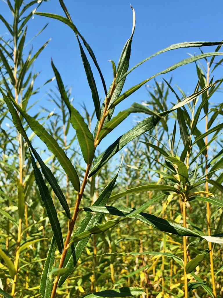 Saule OSIER - Alba Vitelina- Jaune Pourpre