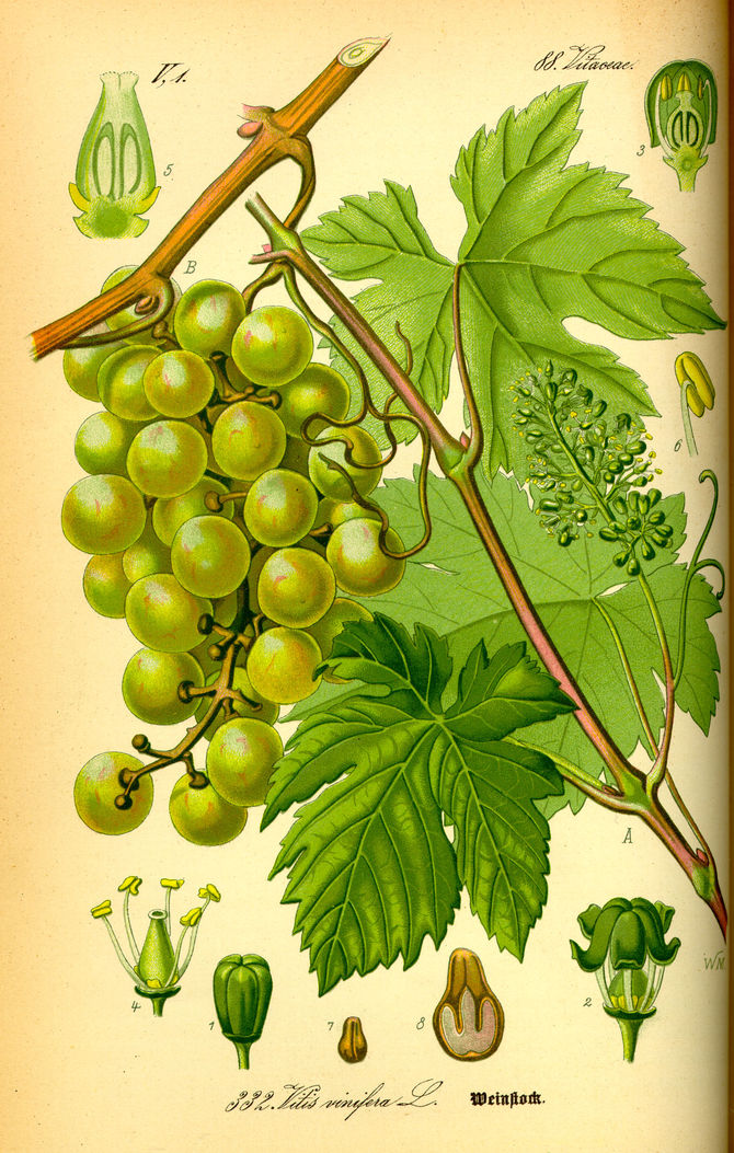 Vigne - Perdin