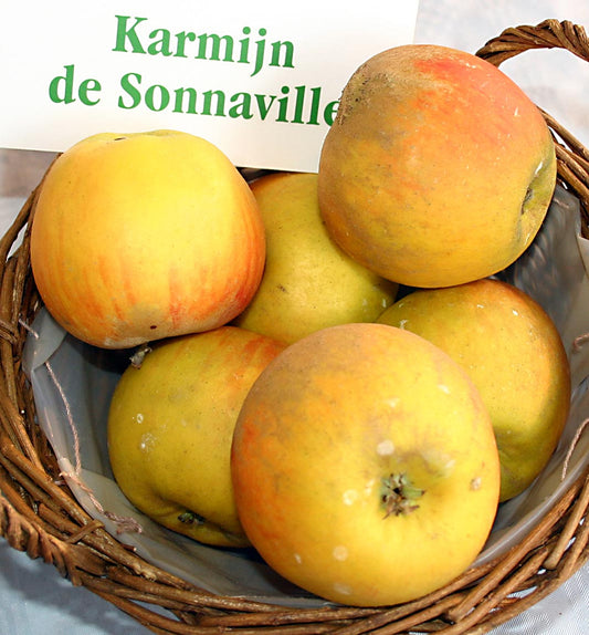 Pommier - Karmijn de Sonnaville