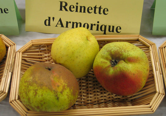 Pommier - Reinette d'Armorique