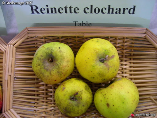 Pommier - Reinette Clocharde