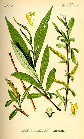 Saule OSIER - Alba - Jaune