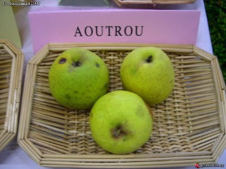 Pommier - An Aotrou