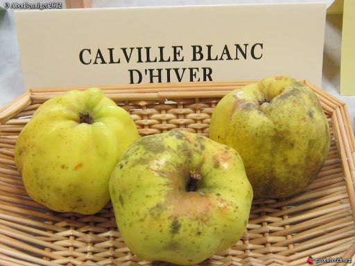 Pommier - Calville Blanc d'Hiver